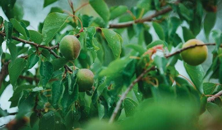 Se pudre un fruto bajo el árbol que lo tiró