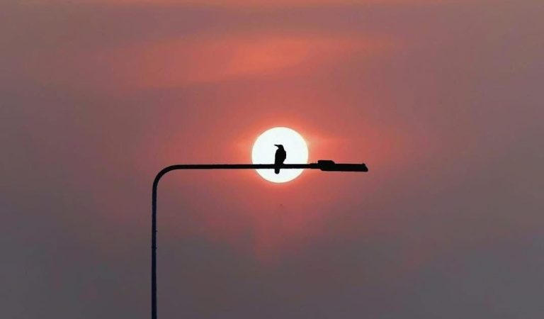 Canto del amanecer