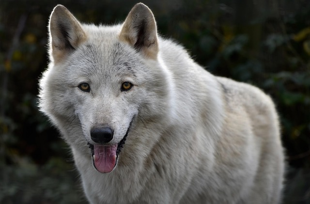 La Loba (Prevalecer)